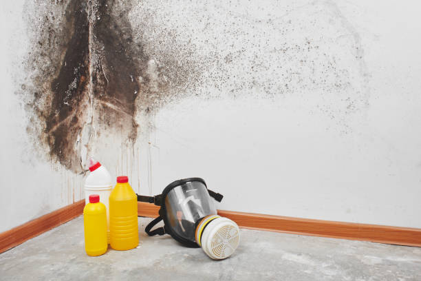 Best White Mold Remediation in Tryon, NC