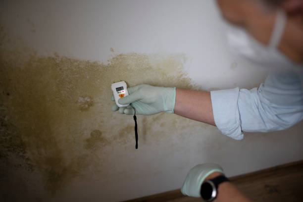 Best Mold Remediation for Specific Building Types in Tryon, NC