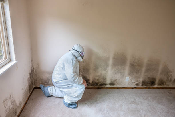 Trusted Tryon, NC Mold Remediation Experts