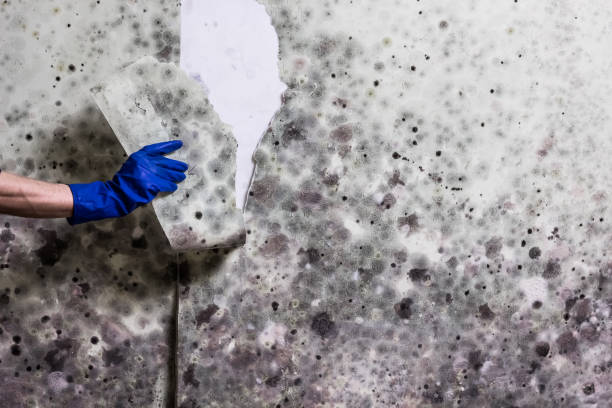  Tryon, NC Mold Removal Pros